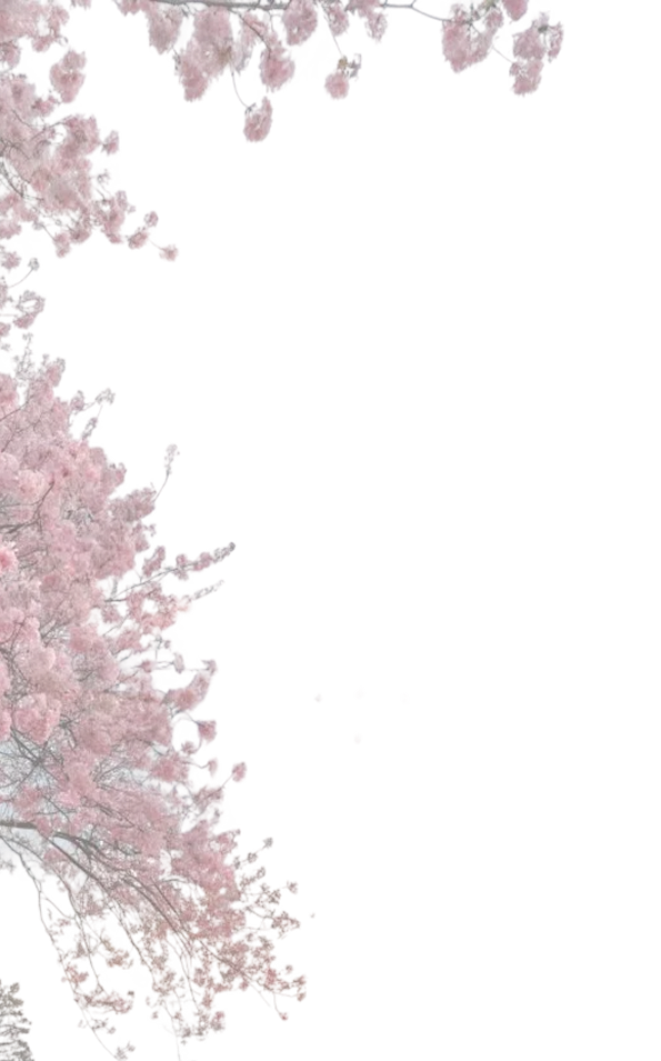 Cherry Blossoms Decor